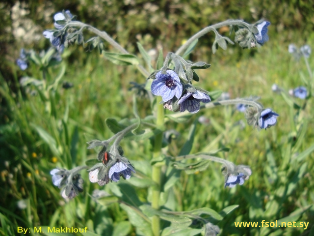 Cynoglossum creticum Mill